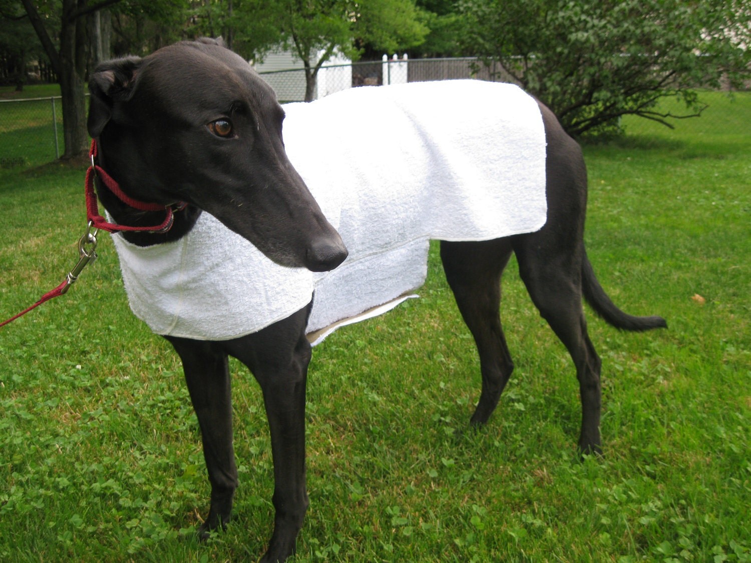 Greyhound Cool Down Coat large white
