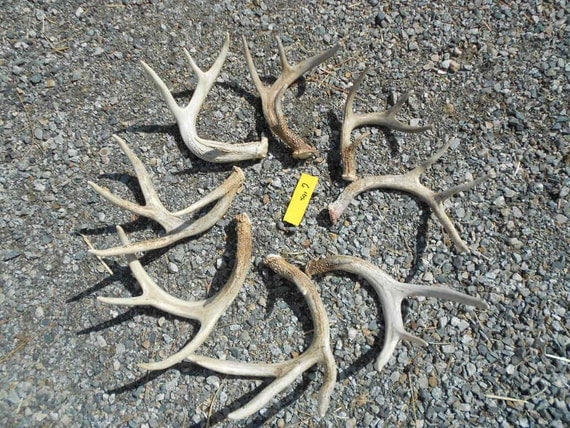 Alaska Yukon Moose - GOABC Guide Outfitters Association of ... Bulk Lot of Medium to Large Whitetail Deer Shed Antlers 6 lbs