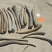 Large Antler Tips or Points- 15 Assorted Pieces- Lot No. A401