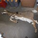 Dry Tanned Lifesize Button Buck Whitetail - Taxidermy Quality
