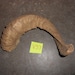 SALE ITEM Heavy Single Ram Sheep Horn Cap- Lot No. V37