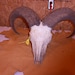 Aoudad Craft Skull- Barbary Sheep Ram No. 11271