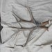 Lovely Matched Pair of Mule Deer Shed Antlers Lot No. MDBLUE