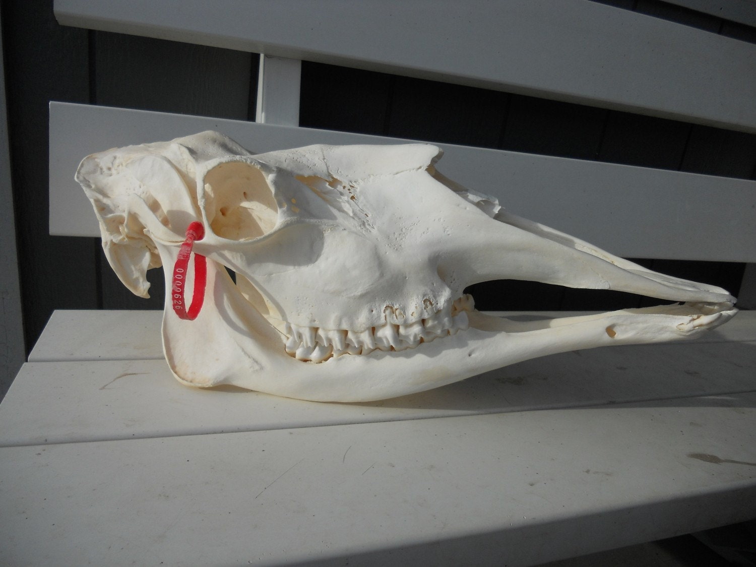 Shiras Moose Skull Female Alces alces shirasi by Furries on Etsy