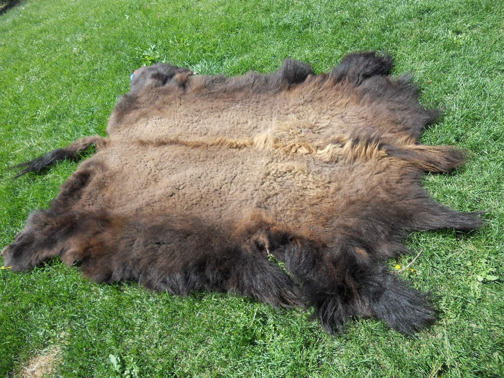 Coyote Fur Coat >> American Bison Soft Tanned Skin Buffalo Robe Lot No. 2 Coyote Fur Coat >> American Bison Soft Tanned Skin Buffalo Robe Lot No. 2