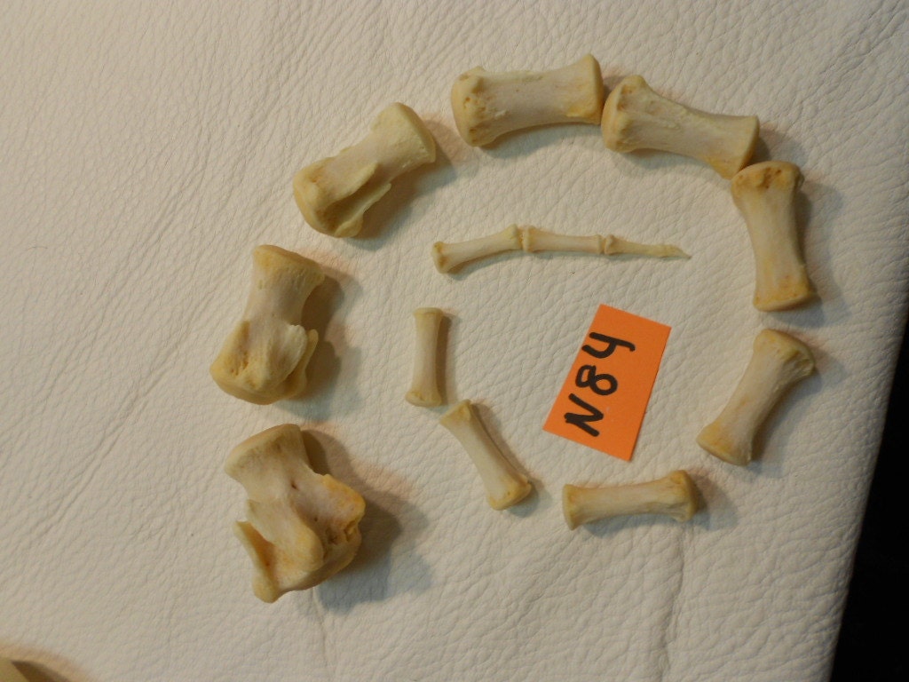 Horse Tail Bones Caudal Vertebre Real Bone Lot No. N84