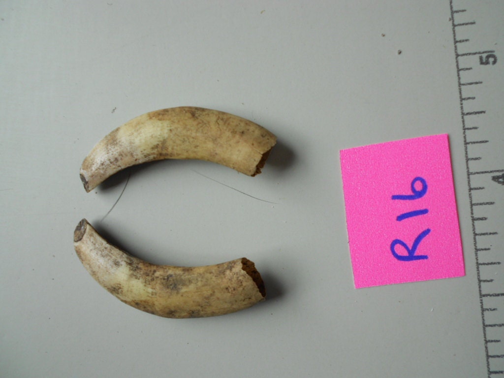 RESERVED Pair of Feral Hog Boar Tusks Real Teeth by Furries