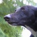 greytblackdog