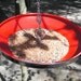 Bird Feeder from Red Baby Moon Hubcap - Upcycled Hanging Birdfeeder - Recycled Eco-friendly
