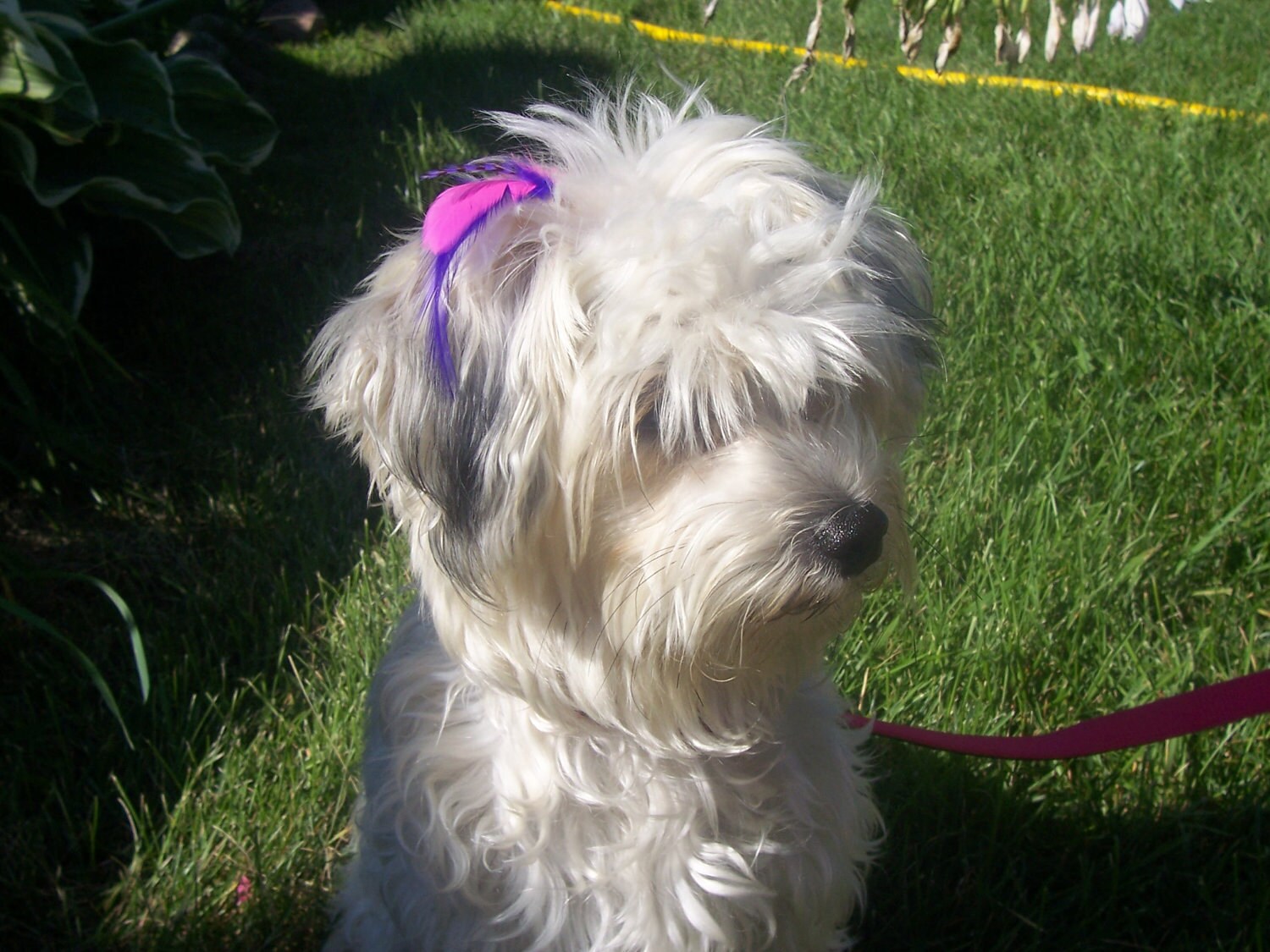 Dog Feather Hair Extension Kit Do it Yourself 3 1/2 inches