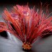 Ruby Peacock Fascinator Red Feather Headpiece Sample Sale