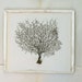 sea fan . beach chic nautical cottage decor . 10" - 14"