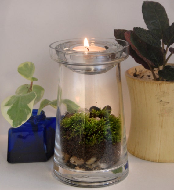 Items similar to Tea Light Moss Terrarium Kit DIY on Etsy