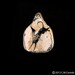 Kicking Up His Heels. Greyhound. Pendant. Leap. Play
