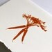 Carrots - Letterpress printed greeting card - Blank inside
