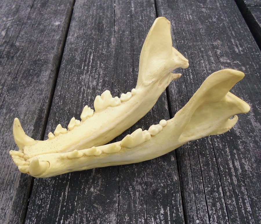 Replica Gray Wolf Jaw