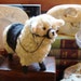 Needle Felt Animal Sheep - Lindsey Woolsey the Saddled Sheep Needle Felted Soft Sculpture by Bella McBride