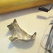 Vintage Metal Dog-Fox Cookie Cutter