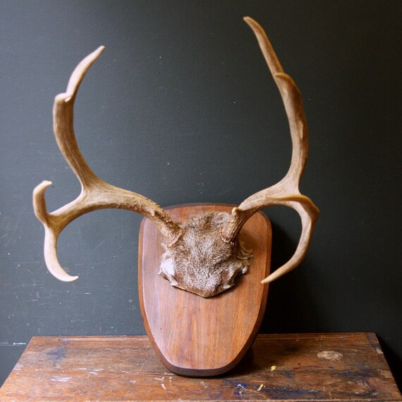 Antler Trophy / Large Ten Point Deer Antlers