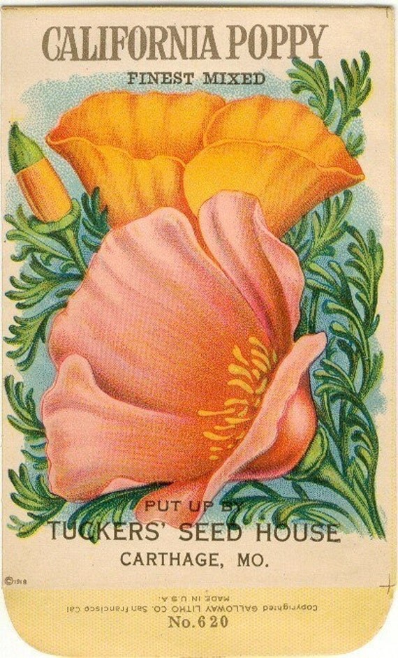 Vintage Flower Seed Packet Tuckers Seed House Lithograph