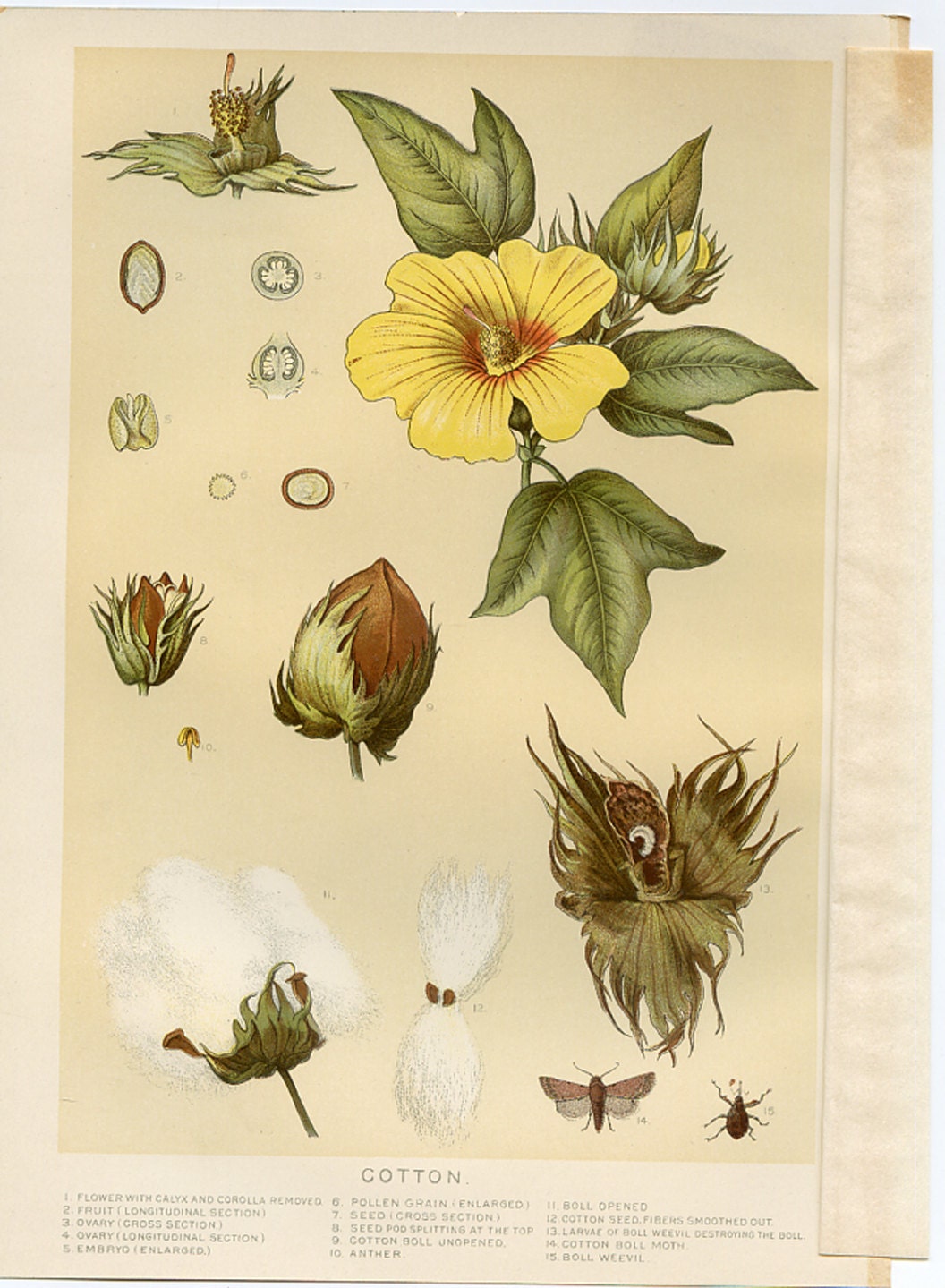 1907 Antique Botanical Print Cotton Lithograph by find4you