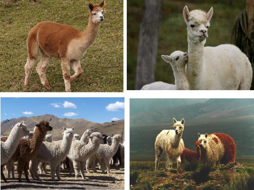 Lot Of 12 Alpacas Fabric Panel Quilt Square Blocks