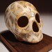 Random Roots Skull
