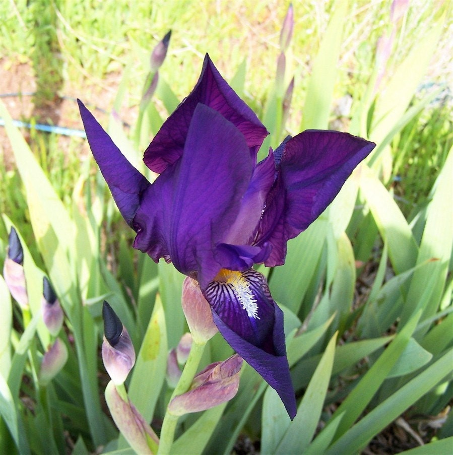 12 Organic Bearded Iris Rhizome Bulbs Deep by brizel4TheAnimals