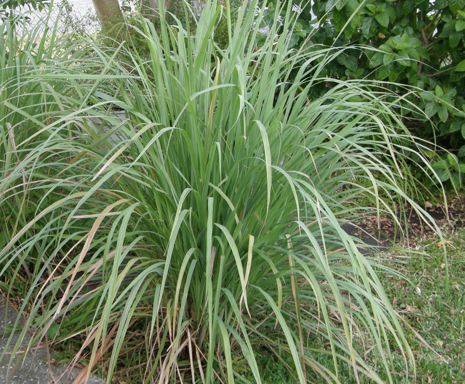 Lemongrass Lot Of 3 Live Rooted Plants Aromatic Edible