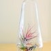 Great Big Bottle of Air Plant