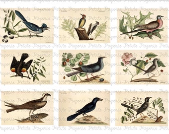 Vintage Birds Digital Collage A 3.5 x 2.25 Inch