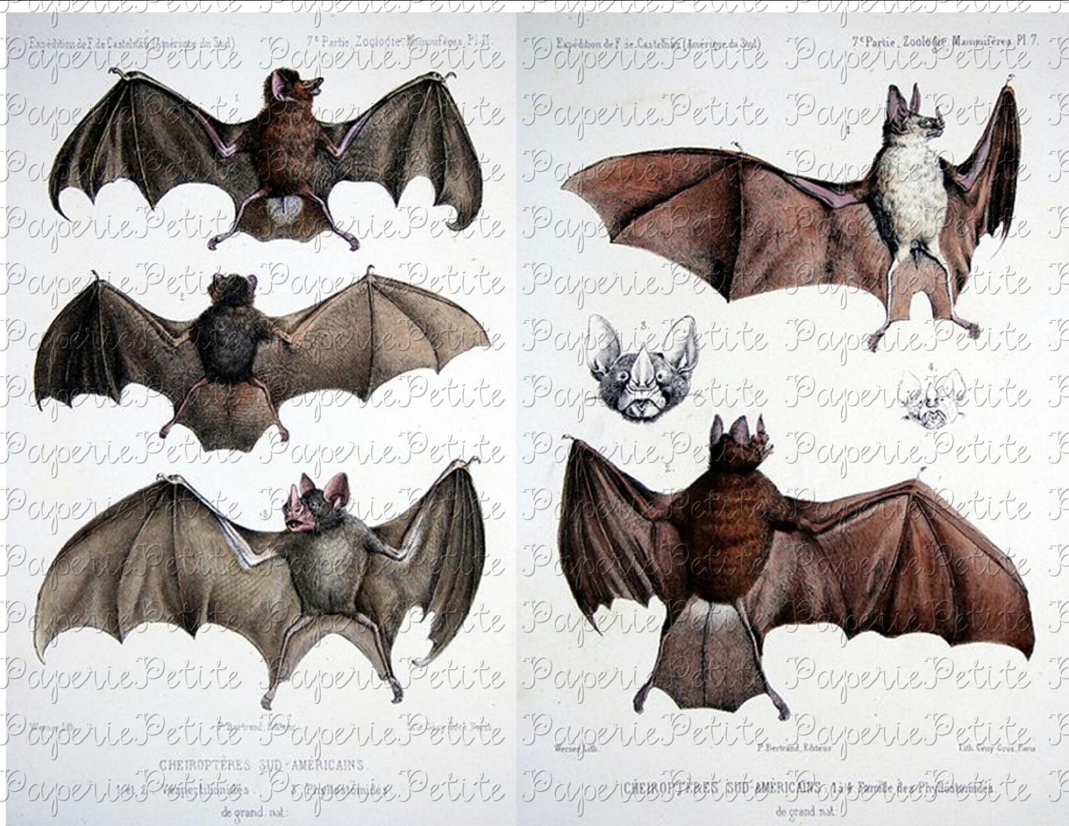 Vintage Bat 28