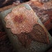 Super Strong Refrigerator Magnet - Decorative Nature Botanical Flower Shabby Chic Country Cottage Style - Neo Magnet