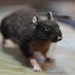 Needle Felted Wool Animals-Waldorf Halloween Decoration-Rat-needle felt by Daria Lvovsky