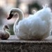 Needle Felted Animals . Swan and The Ugly Duckling. Needle felt by Daria Lvovsky - Made to custom order