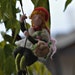 Needle felted Waldorf Wool Mobile-Climbing Girl-Gnome-Soft sculpture needle felt by Daria Lvovsky