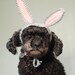 pet hat - rabbit