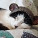 pet hat - bear
