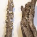 2 Driftwood Pieces with Barnacles for Art or Decor