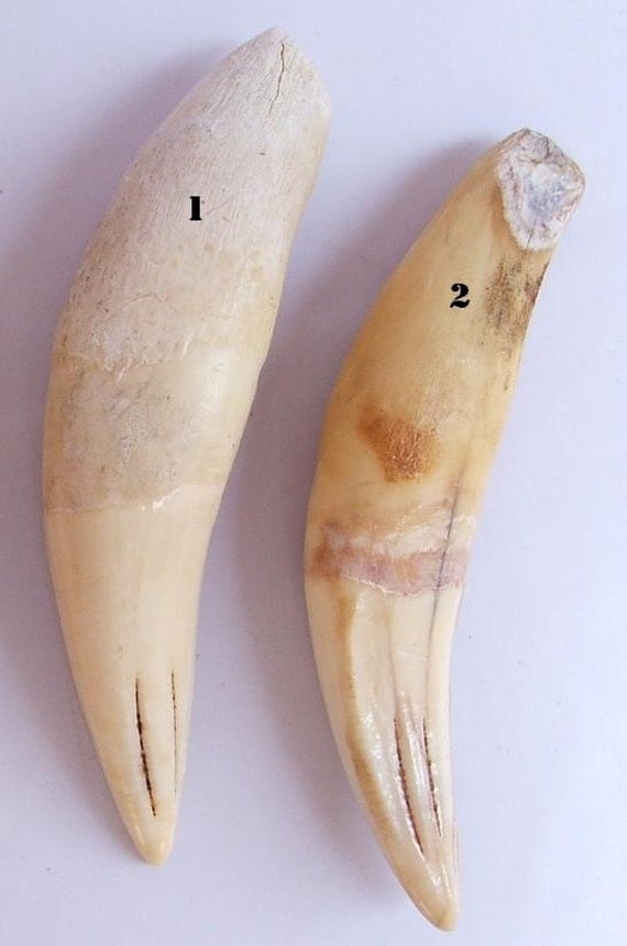 Reserved listing for MadameKoiteh old lion canine tooth