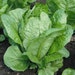 Organic Vivian Romaine Lettuce Seeds