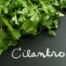 Cilantro Coriander Herb Seeds