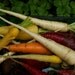 Heirloom Carrot Seeds - Colourful Mix of Organic Rainbow Carrot Seeds
