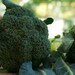 Broccoli Seeds, De Cicco