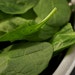 Bloomsdale Spinach Seeds - Organically Grown Heirloom Seeds