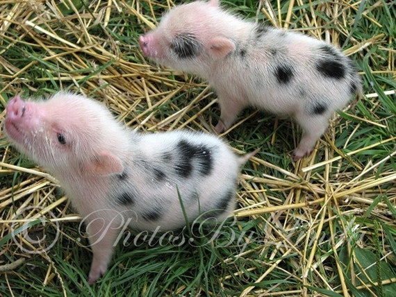Items similar to Baby Pigs on Etsy