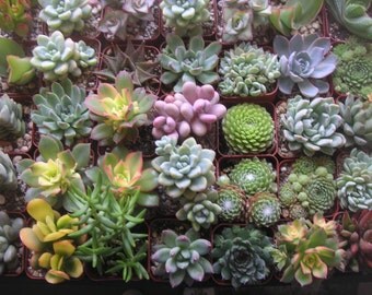 36 Succulent Plants, Favors, Rustic Wedding, Living Wall Frames, Seen On HGTV.com, Special Events