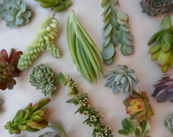 18 Succulents Cuttings, Terrarium, Boutonnières, Table Decor, Rustic Weddings, Living Wall Art