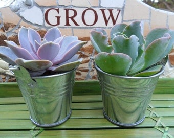 25 Succulent Favors, Silver Pails, Rustic Wedding, Party Favors, Special Event, Take Away Gift