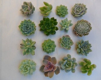 20 Succulents Cuttings, All Will Be Small Rosettes, Terrariums, Succulent Favors
